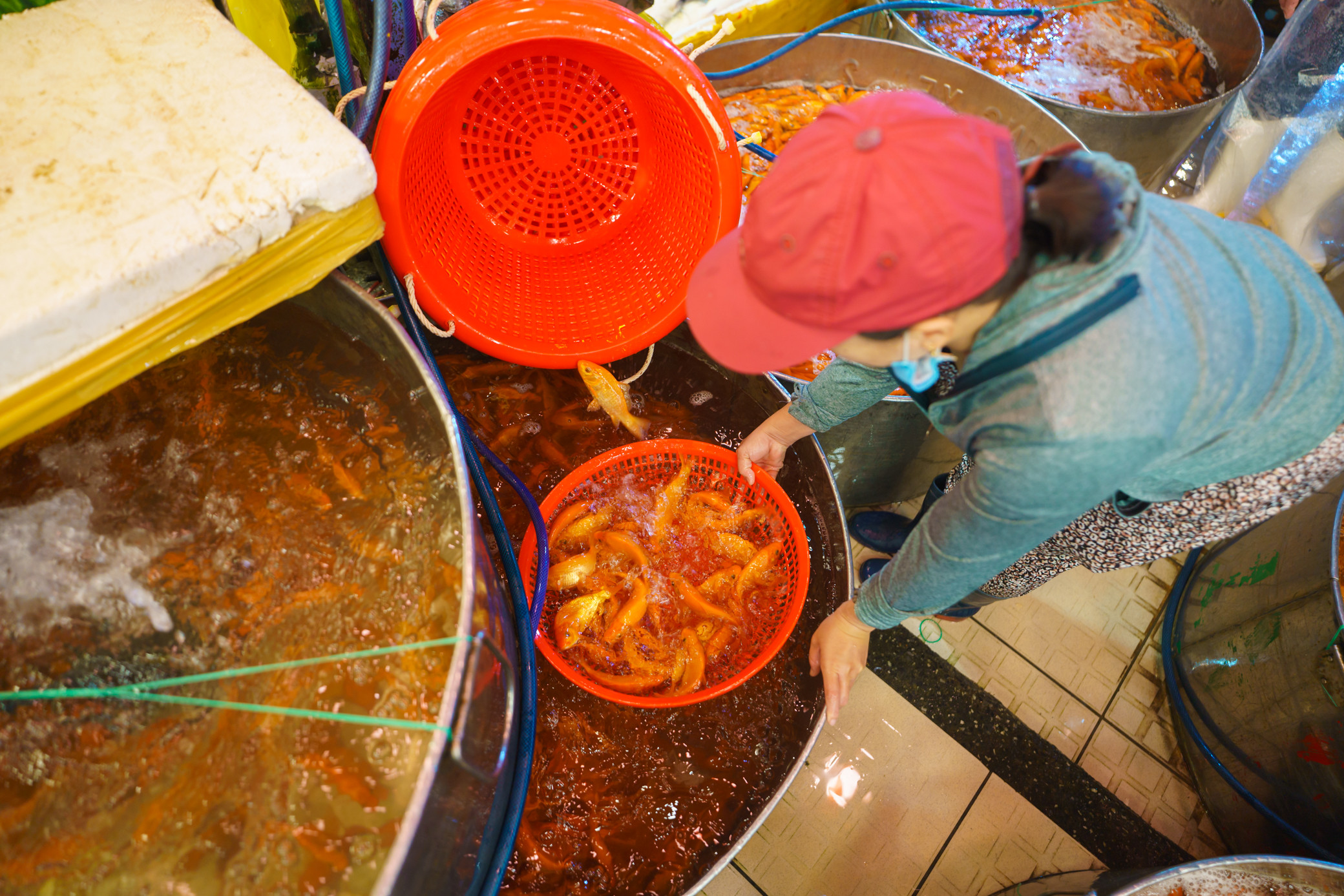 Chợ cá chép lớn nhất TP.HCM nhộn nhịp về đêm-6