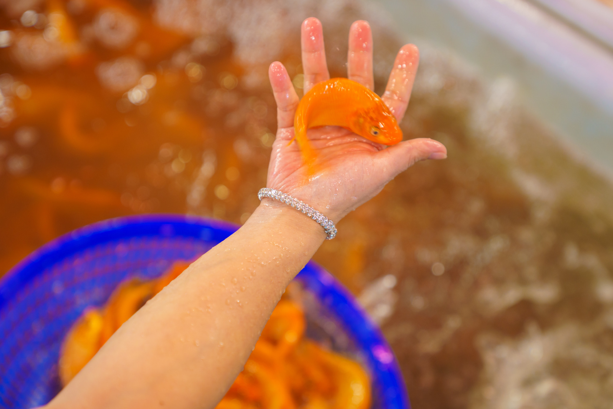 Chợ cá chép lớn nhất TP.HCM nhộn nhịp về đêm-7