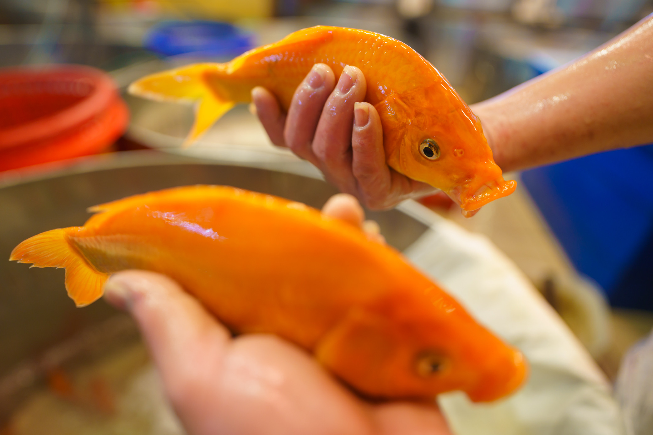 Chợ cá chép lớn nhất TP.HCM nhộn nhịp về đêm-8