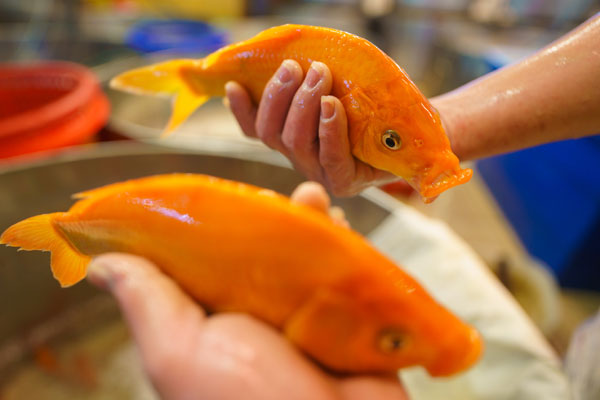 Hơn nửa triệu đồng một kg cá khoai, người dân tranh nhau mua-7