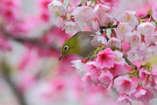 Sau Tết Nguyên đán, 4 con giáp thoát khỏi bể khổ, phất lên nhanh chóng, tài lộc trong tầm tay