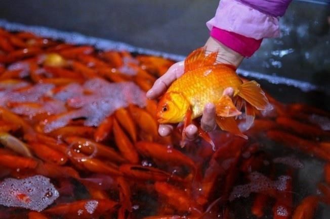 Có nhất thiết phải cúng và thả cá chép trong ngày ông Công, ông Táo?-1