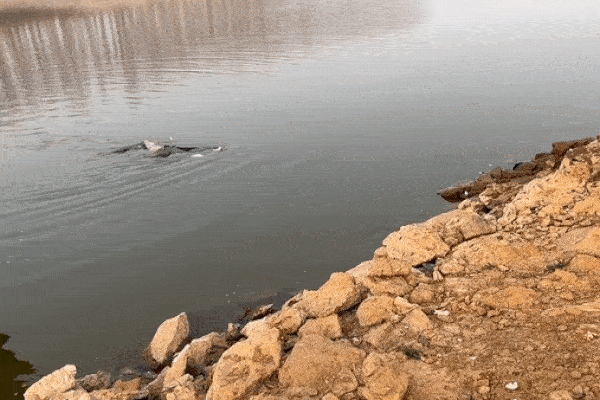 Giải cứu cô gái Trung Quốc bị đuối nước-1