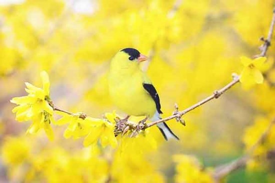 Tết Quý Mão sung túc, 4 con giáp vô lo, không tranh giành, bon chen, phúc lộc tràn đầy