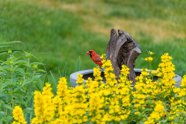 Tết Quý Mão sung túc, 4 con giáp vô lo, không tranh giành, bon chen, phúc lộc tràn đầy-4