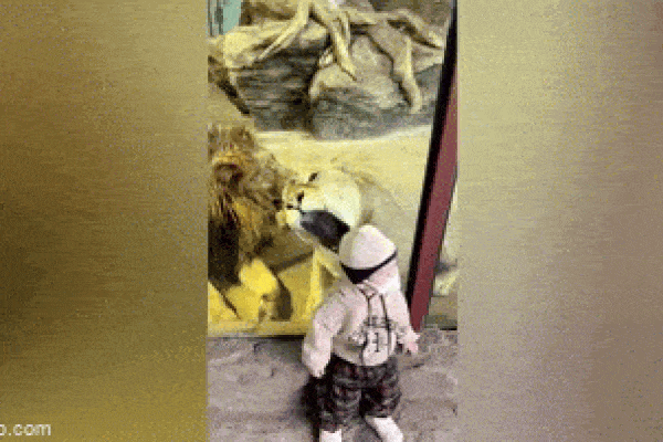 Thót tim cảnh sư tử vồ huấn luyện viên khi đang biểu diễn xiếc-1