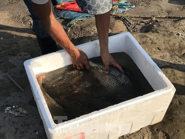 Hà Nội: Cúng ông Táo, 9 con cá chép vừa thả xuống sông bị thả lưới bắt lại 8 con-8