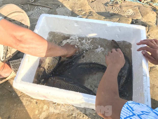 Hà Nội: Cúng ông Táo, 9 con cá chép vừa thả xuống sông bị thả lưới bắt lại 8 con-7
