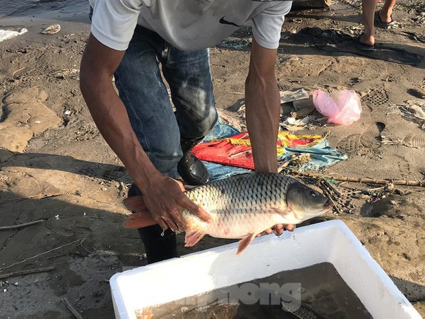 Hà Nội: Cúng ông Táo, 9 con cá chép vừa thả xuống sông bị thả lưới bắt lại 8 con-6