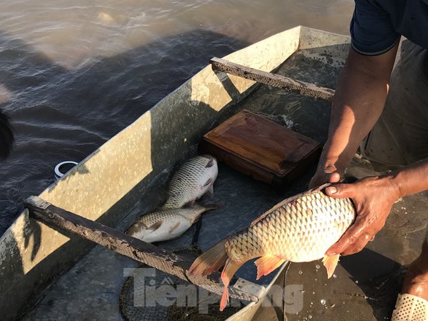 Hà Nội: Cúng ông Táo, 9 con cá chép vừa thả xuống sông bị thả lưới bắt lại 8 con-5