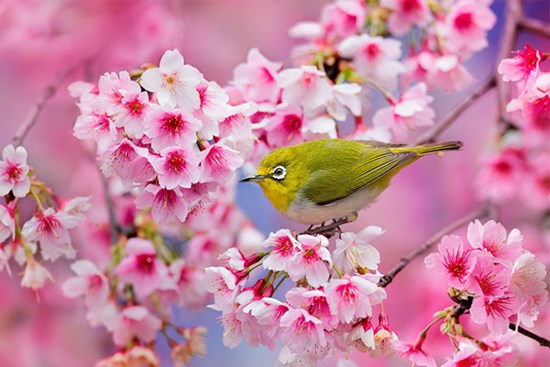 Trước Tết Nguyên đán, 3 con giáp có tài lộc tăng vùn vụt, làm gì cũng hái ra tiền