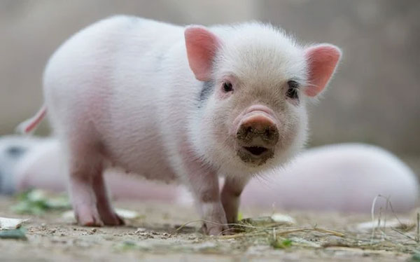 Tuần mới (16-22/1): 2 tuổi đứng trên núi vàng, 1 tuổi xui xẻo đủ đường-2