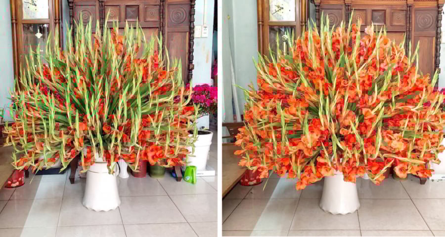 Cắm hoa lay ơn cứ thêm vài giọt này, hoa nở đều, chơi hết Tết vẫn tươi rói-1