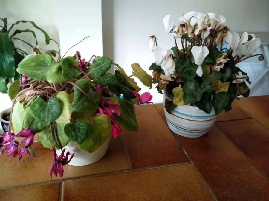 Người xưa dặn dò: Phòng khách đặt 4 vật này thì người yếu, nhà suy, con cháu bỏ ngay còn kịp-1