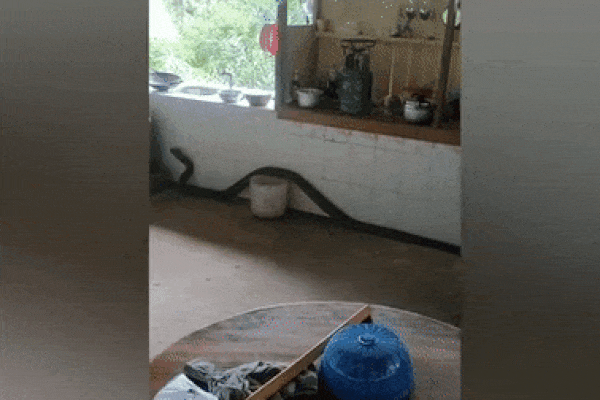 Clip: Bất ngờ phát hiện rắn hổ mang chúa dài 4m trong nhà bếp-1