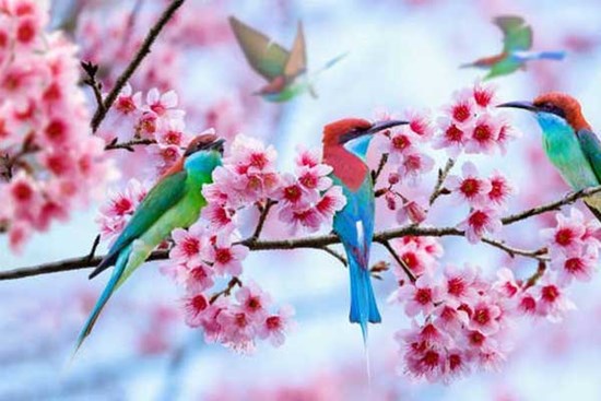 4 con giáp may mắn hết phần thiên hạ trong tuần mới từ 16/1 - 22/1