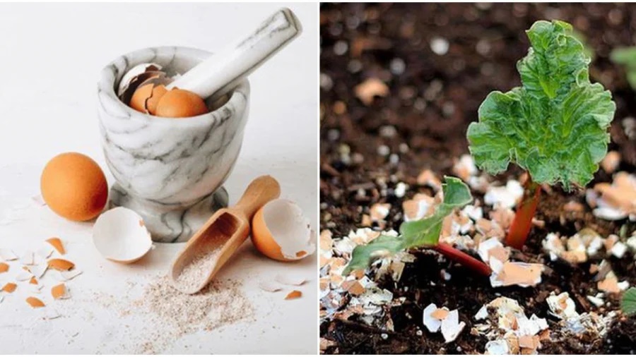 Rắc một nắm ‘tiên dược’ này vào chậu cây, lá cả năm không vàng, mầm xanh bật ra-3