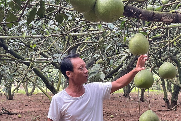 Bưởi Tân Triều rớt giá một nửa, nông dân bán sớm vẫn ế-1