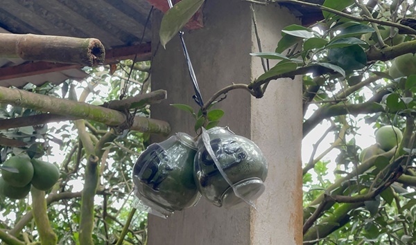 Bưởi Tân Triều rớt giá một nửa, nông dân bán sớm vẫn ế-2