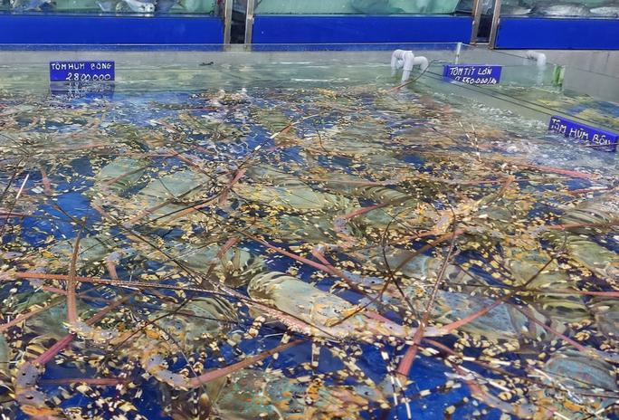 Tôm hùm, cua Cà Mau tăng giá kinh khủng-2