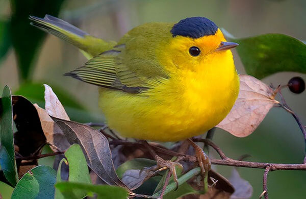 Ai sinh ngày Âm lịch này gặt hái nhiều phúc lộc, sang năm Quý Mão có đại nghiệp-1