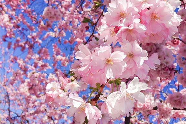 Từ ngày 26 Âm lịch, 3 con giáp làm ăn hốt bạc, sang năm mới đếm tiền mỏi tay-1