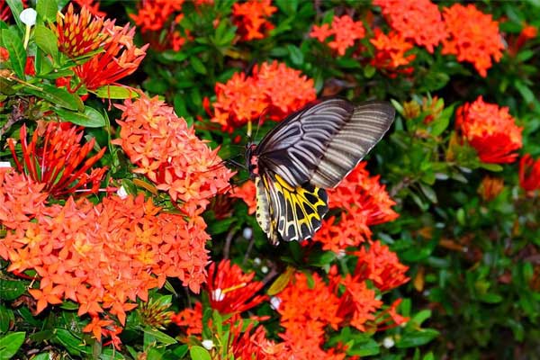 Sinh vào 5 ngày Âm lịch này, đào hoa vạn dặm, càng lớn tuổi càng có khí chất, hấp dẫn-1