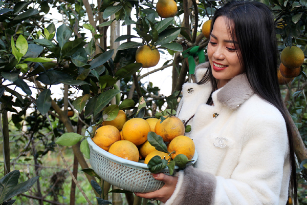 Dưa kim cô nương thư pháp, bưởi thỏi vàng, hồ lô độc lạ đổ bộ Hà Nội-9