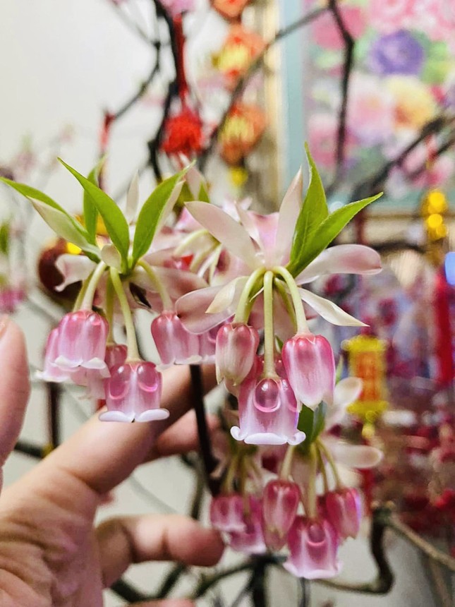 Những cành đào mới lạ đang sốt chợ Tết-1