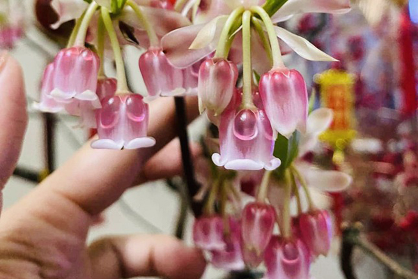 Chợ nhà giàu Hà Nội tấp nập ngày giáp Tết, khách bước chân vào rút ví mỏi tay-17