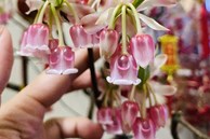 Những cành đào mới lạ đang 'sốt' chợ Tết