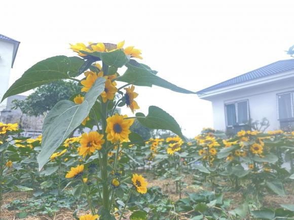 Cặp vợ chồng xây nhà tặng mẹ ở Thái Bình, phủ kín vườn bằng hoa hướng dương cực đẹp-6