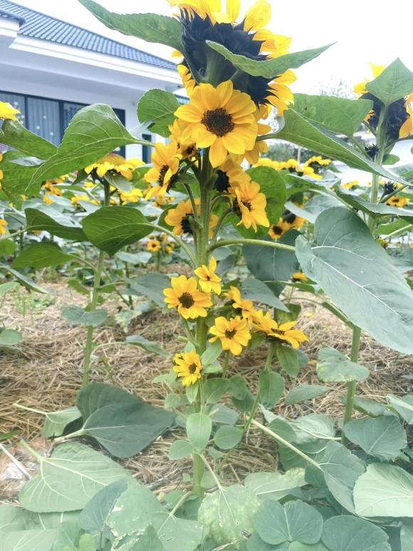 Cặp vợ chồng xây nhà tặng mẹ ở Thái Bình, phủ kín vườn bằng hoa hướng dương cực đẹp-7