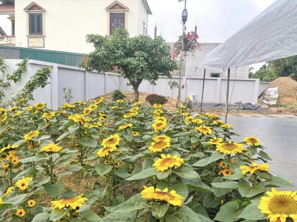 Cặp vợ chồng xây nhà tặng mẹ ở Thái Bình, phủ kín vườn bằng hoa hướng dương cực đẹp-8