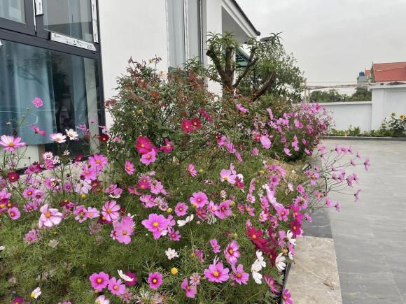 Cặp vợ chồng xây nhà tặng mẹ ở Thái Bình, phủ kín vườn bằng hoa hướng dương cực đẹp-10