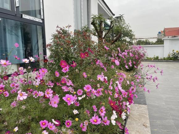 Cặp vợ chồng xây nhà tặng mẹ ở Thái Bình, phủ kín vườn bằng hoa hướng dương cực đẹp-10