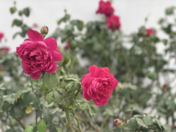 Cặp vợ chồng xây nhà tặng mẹ ở Thái Bình, phủ kín vườn bằng hoa hướng dương cực đẹp-12