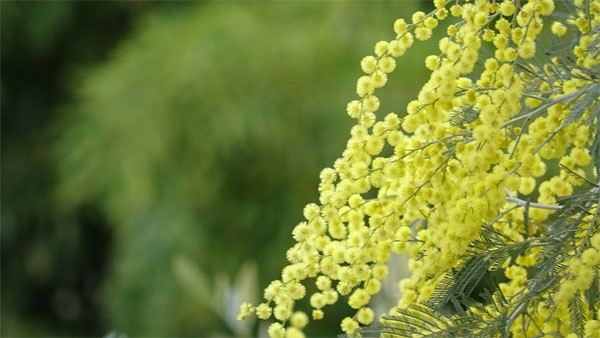 Tết Nguyên đán 2023, 4 con giáp tràn ngập niềm vui, phồn vinh hưng thịnh, nghèo khó tan biến-2