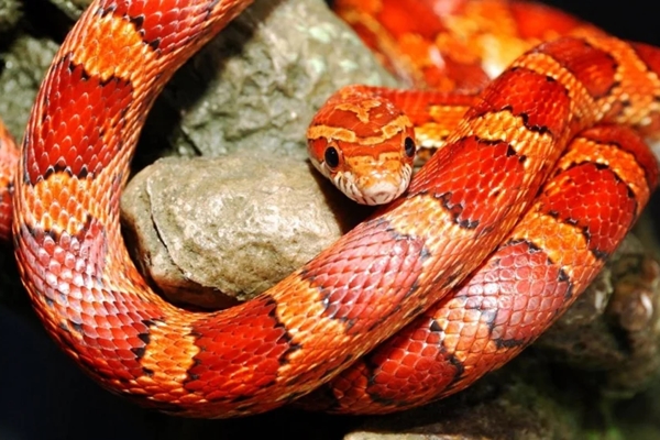 3 con giáp số đỏ trong tháng Giêng, tiền tài bùng nổ, ngồi không cũng hưởng lộc-4