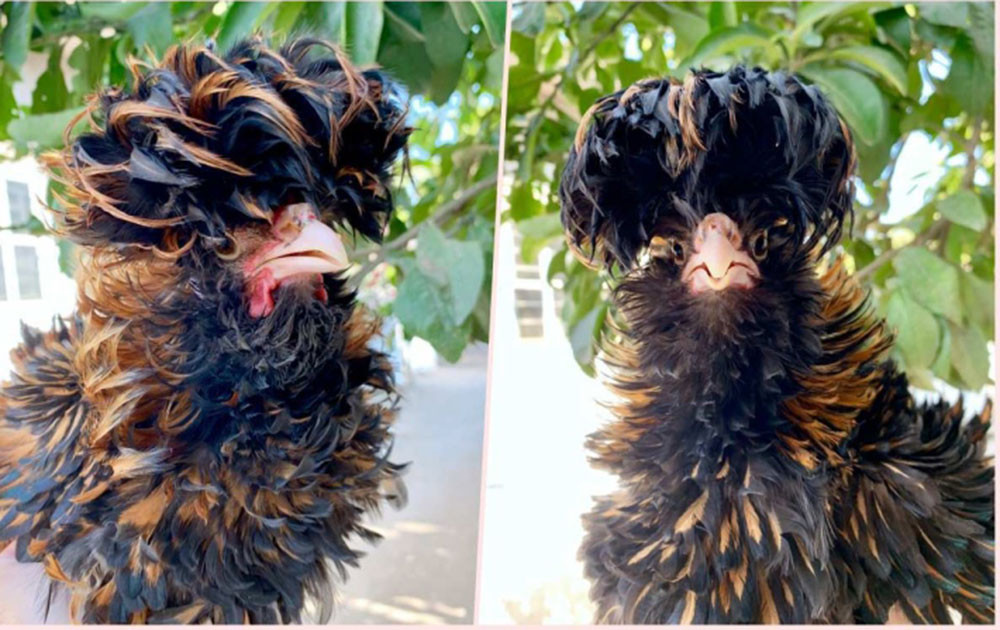 Săn lùng gà độc dị giá chục triệu chơi Tết-2