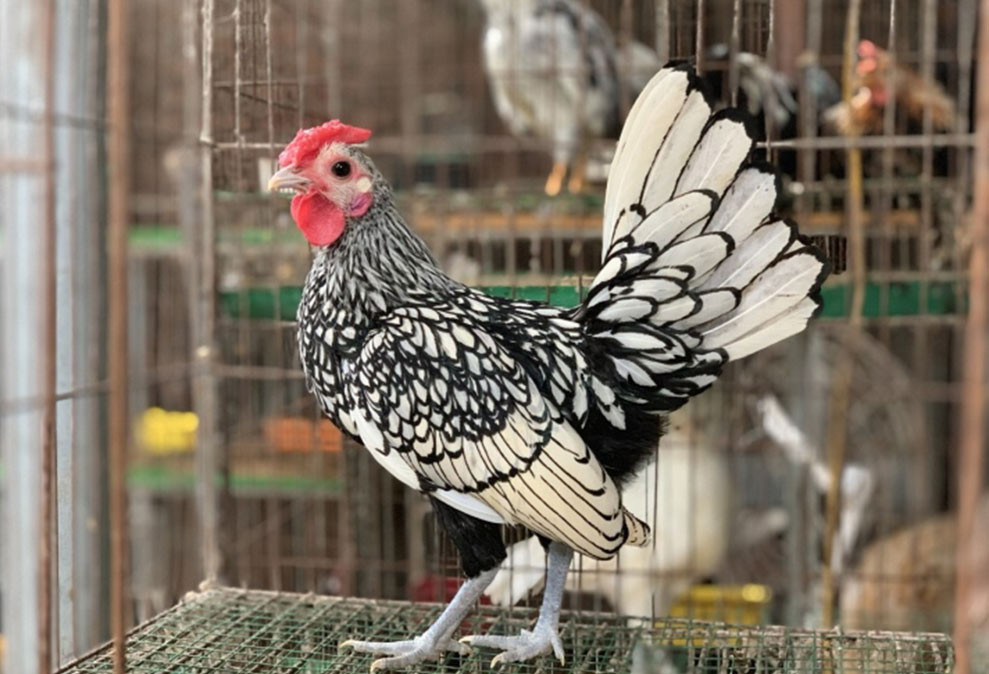 Săn lùng gà độc dị giá chục triệu chơi Tết-4