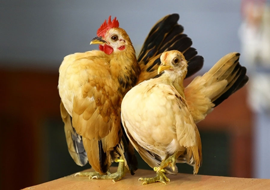 Săn lùng gà độc dị giá chục triệu chơi Tết-5