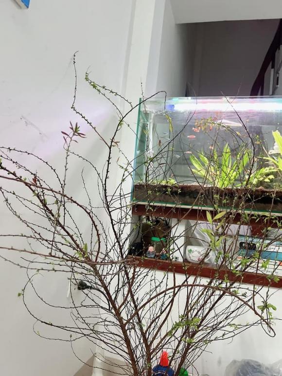 Mẹo nhỏ cực đơn giản để hoa tuyết mai nở rộ vào dịp Tết nguyên đán-1