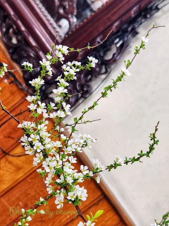 Mẹo nhỏ cực đơn giản để hoa tuyết mai nở rộ vào dịp Tết nguyên đán-7