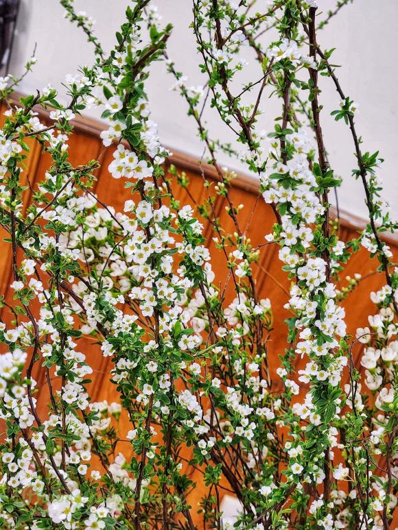 Mẹo nhỏ cực đơn giản để hoa tuyết mai nở rộ vào dịp Tết nguyên đán-5