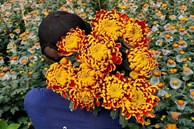Chợ online Tết, hoa ly đội giá gấp 3-4 lần, cúc màu lạ đắt đỏ