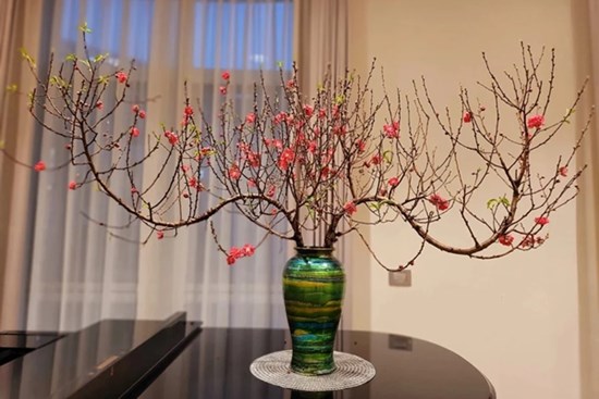Mẹo giúp hoa đào nở bung cánh suốt 10 ngày Tết, chồi non nảy lộc đơm bông tua tủa