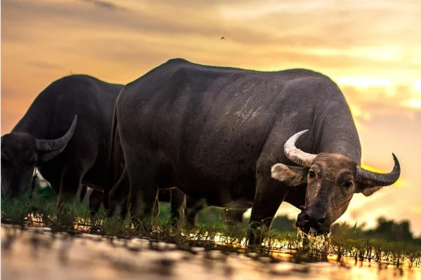 3 con giáp có quý nhân theo gót nâng đỡ, 3 tháng tới đổi vận, nghèo mấy cũng phát tài-4