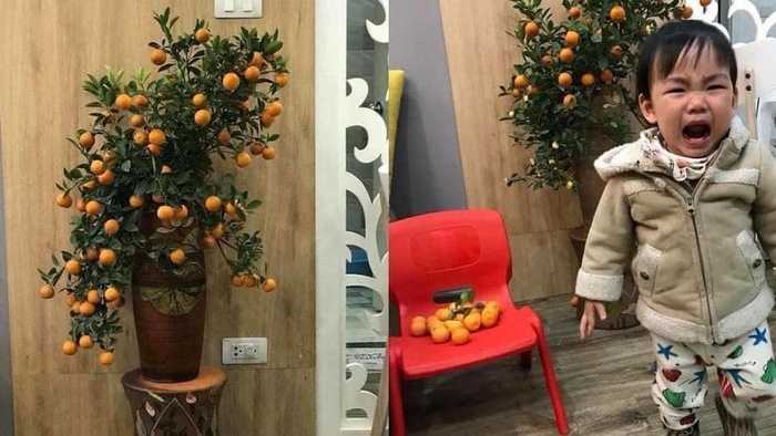 Nhờ các em bé trông hộ cây quất trang trí Tết, nhìn kết quả dân tình cười ngất-1