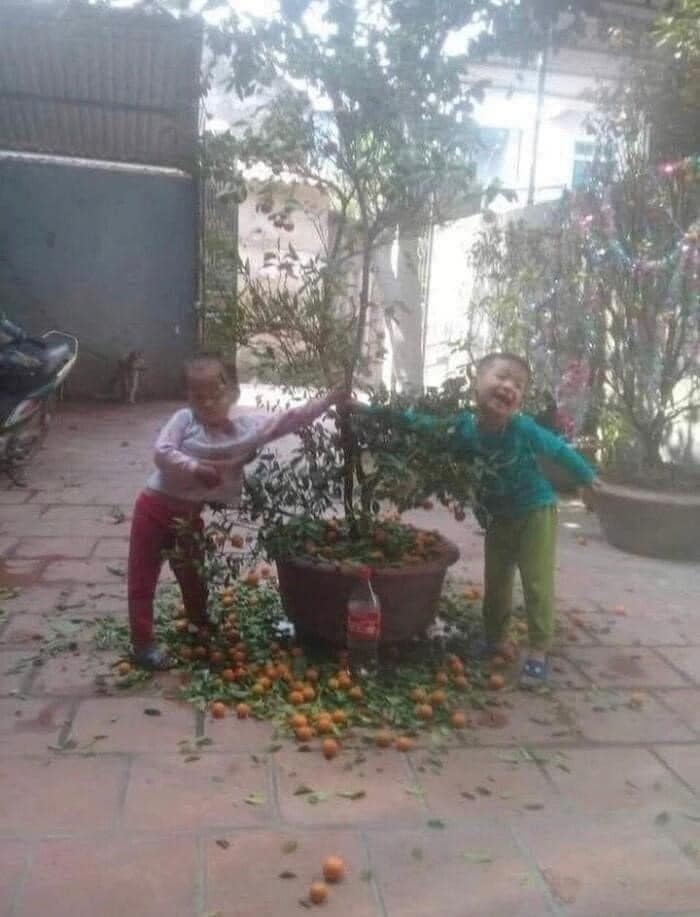 Nhờ các em bé trông hộ cây quất trang trí Tết, nhìn kết quả dân tình cười ngất-3